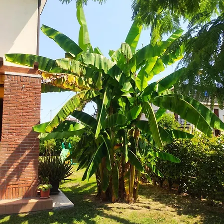 Wilma House מסטרה